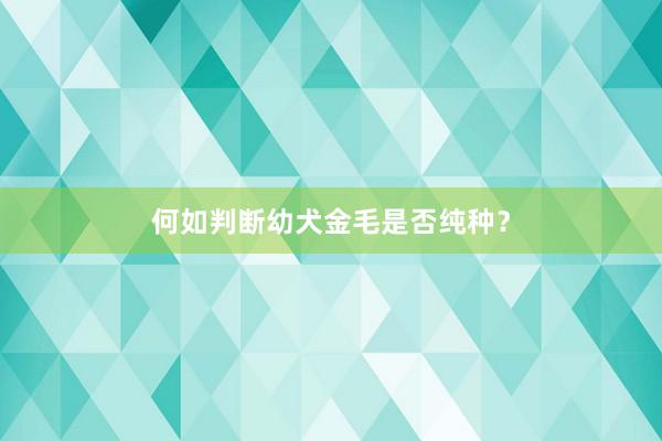 何如判断幼犬金毛是否纯种?